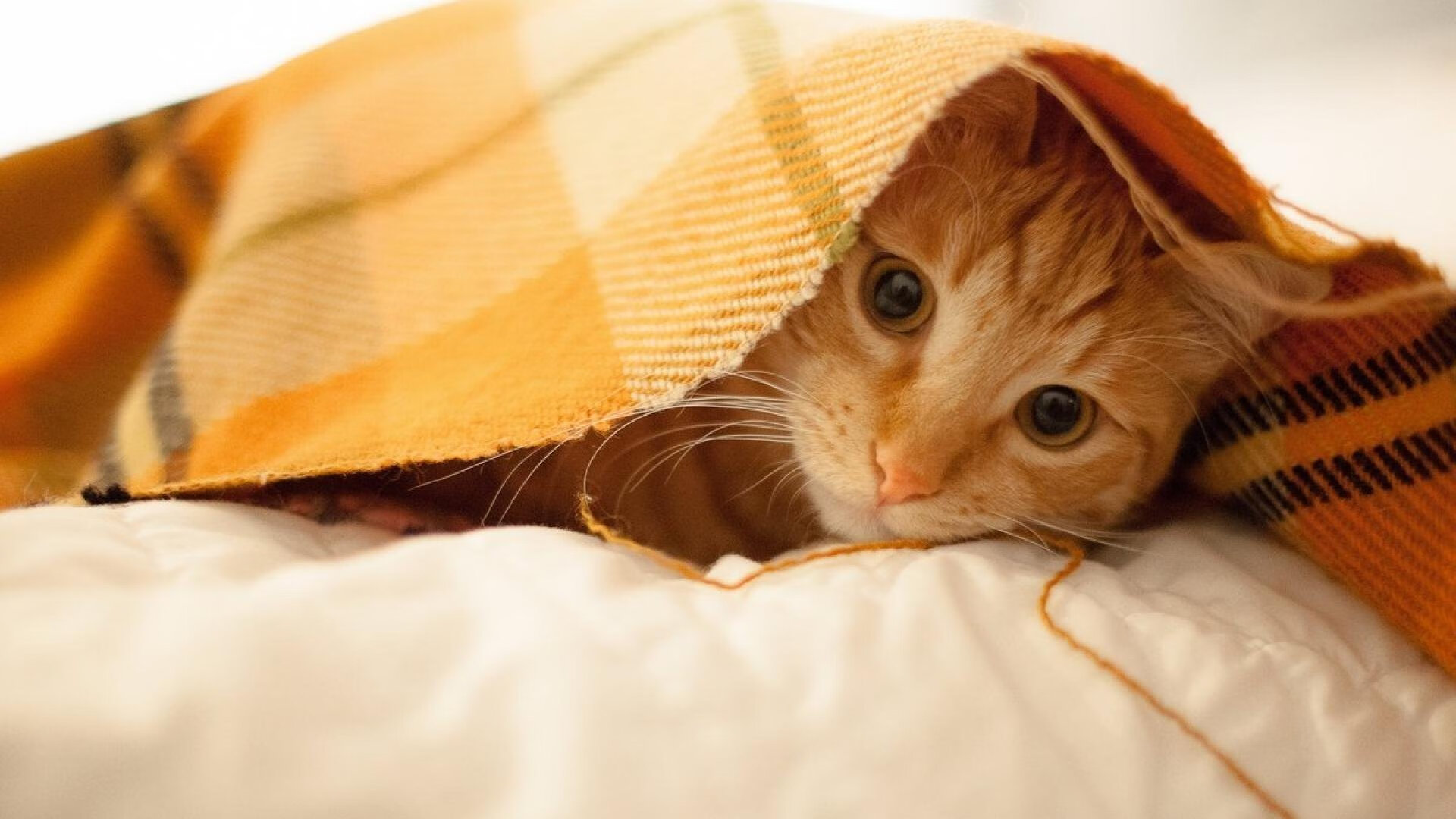 爵士队在主场对阵勇士,米切尔几次妙传助攻与精准投篮,带队取得胜利!