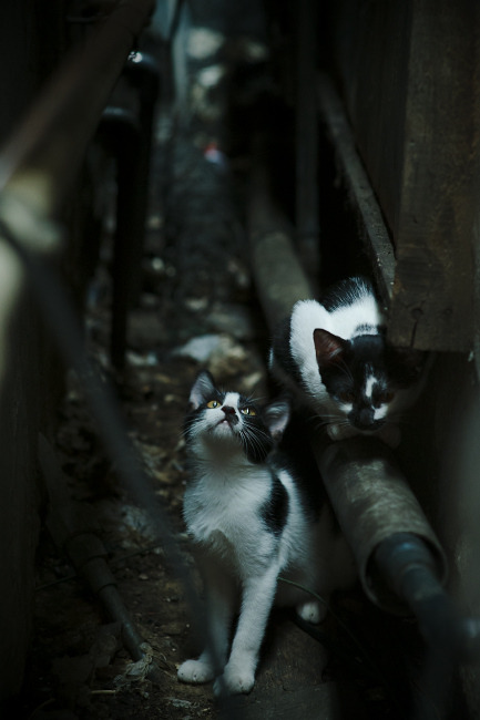 AC米兰遭遇惨败，劲敌反超取得领先优势，ac米兰谁能打爆这条防线