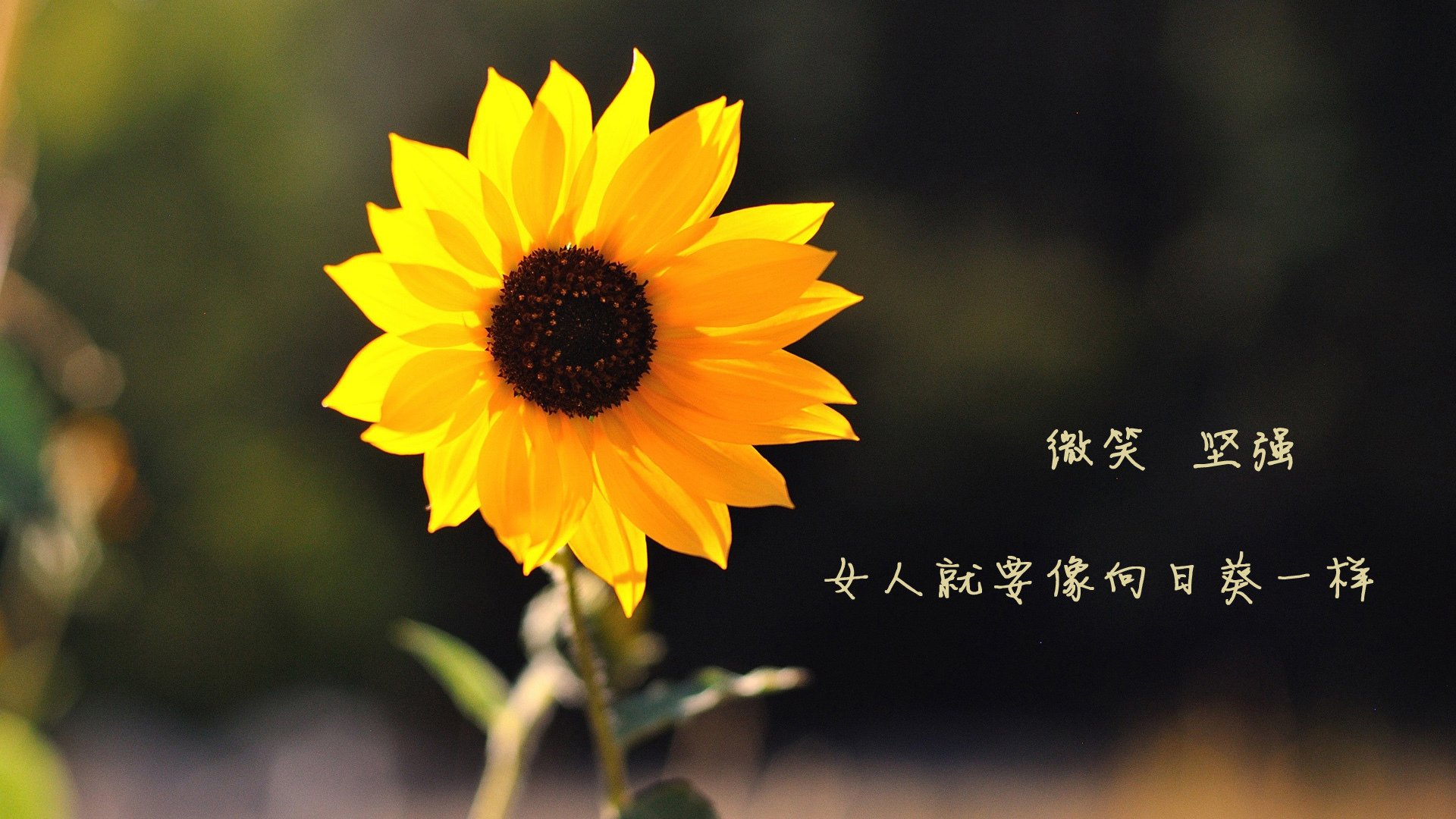 九游电脑版-NBA经典比赛重温，球迷热切期待回忆，nba经典集锦