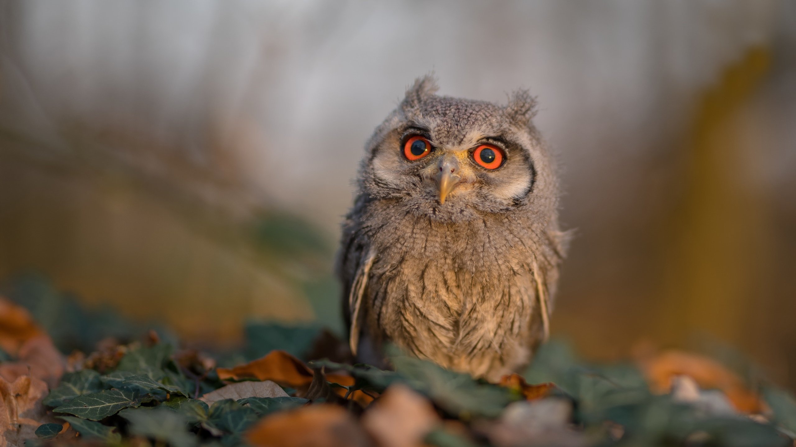 乌克兰队主场击败斯洛文尼亚，小组出线形势乐观，乌克兰国家队比赛