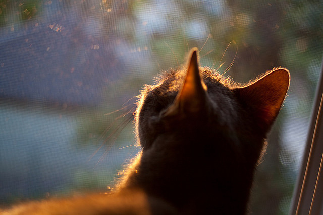 Jiuyou-勒沃库森取得多场连胜，势不可挡，勒沃库森首发