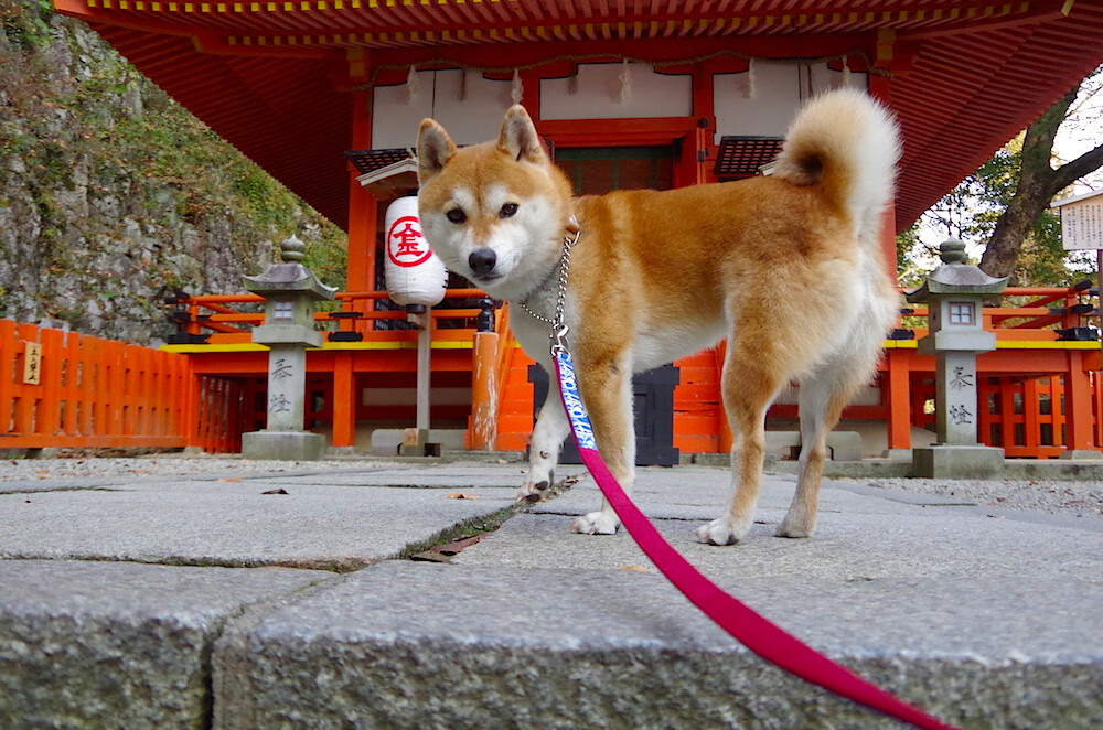 哈特尔浦禁区防守出色,维多利亚公园誓言留级,哈维尔多兰