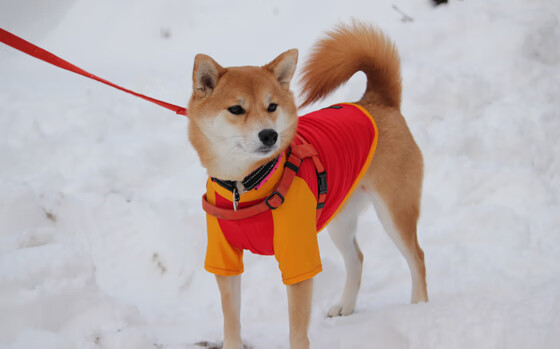 九游网游官网-意大利劲旅签下潜力边锋，冲击联赛头名，意大利竞走