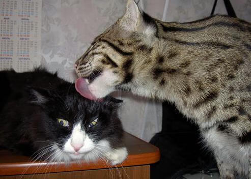 拜仁慕尼黑火力全开,晋级形势一片大好,拜仁慕尼黑现状