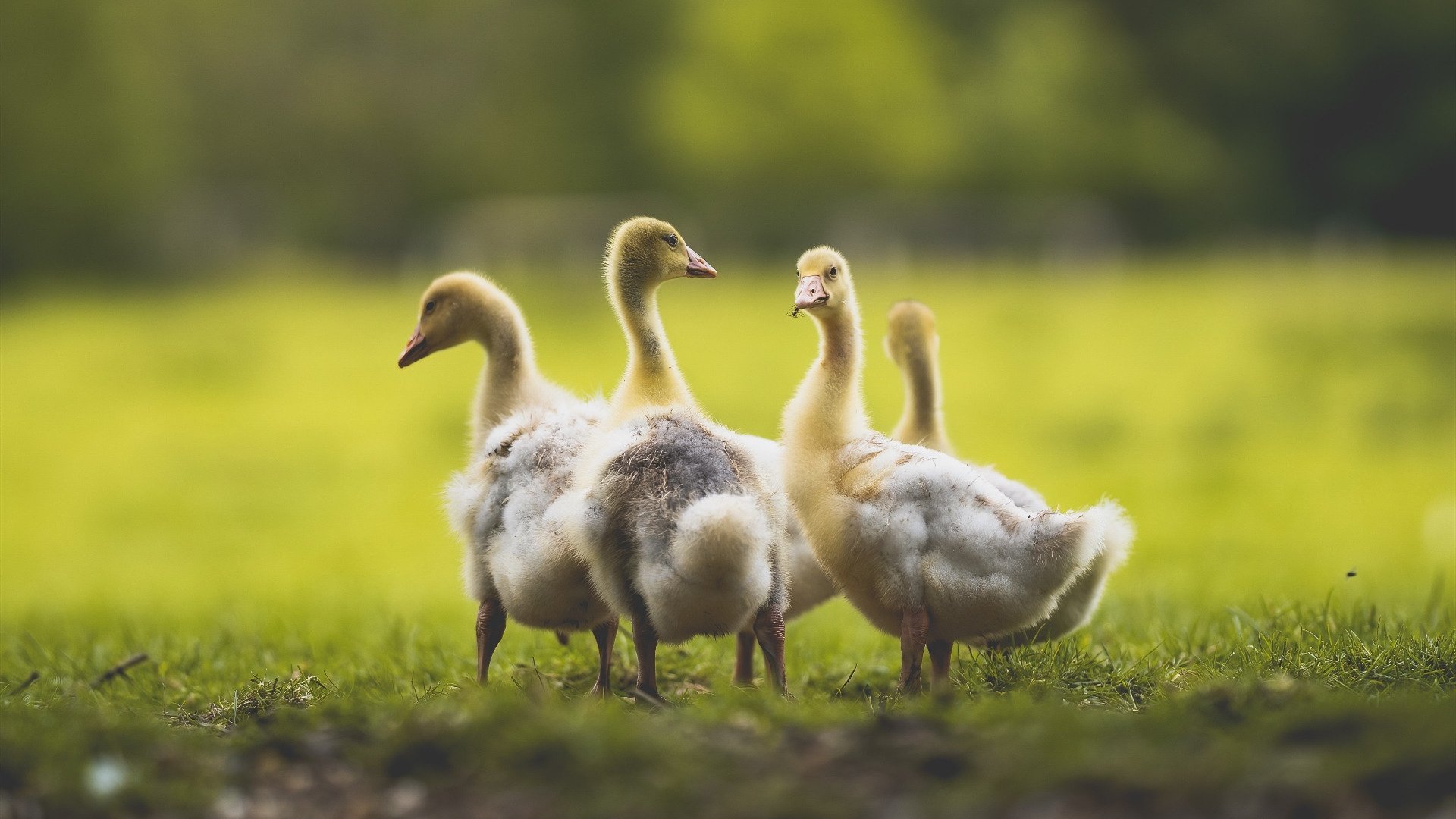 九游官网下载电脑版-日本队客场战胜韩国，士气大振，日本对战韩国足球