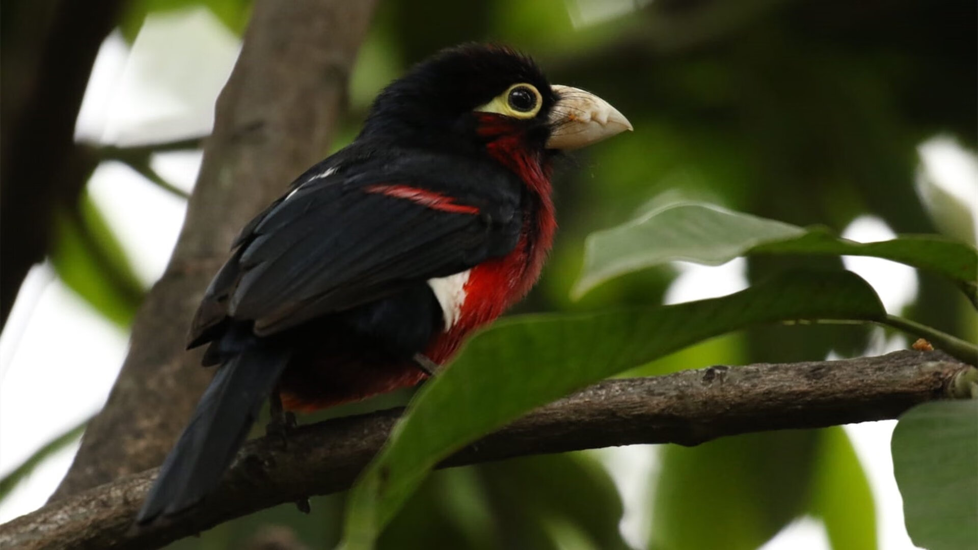 九游电脑版-球队在全球杯篮球赛上实现逆袭，成功晋级半决赛，篮球赛半决赛怎么打