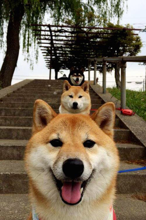 西甲裁判语义协调机制在多国球员比赛中的适配性研究，中甲裁判选派