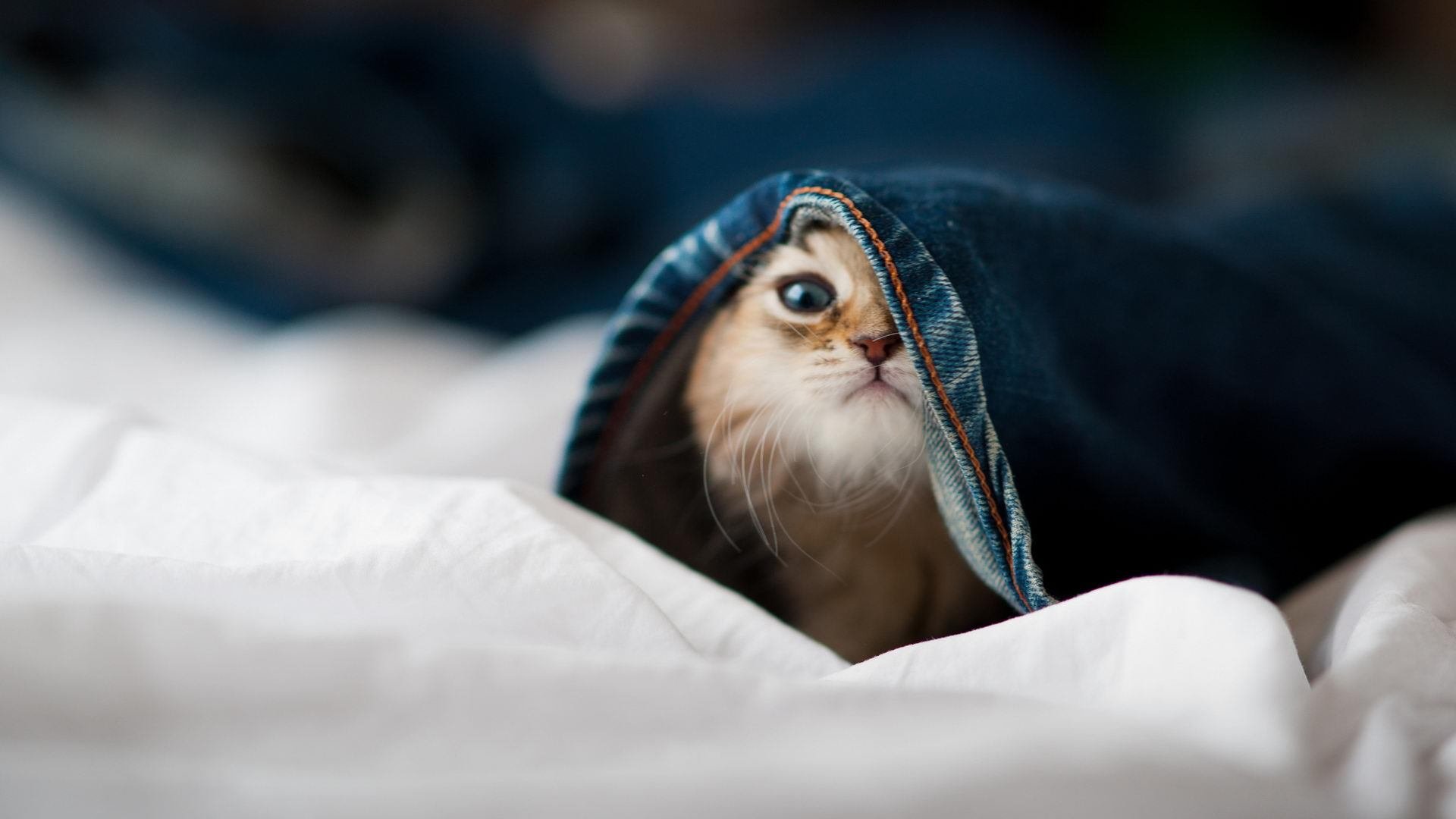 “武汉马拉松：挑战极限，谁能破纪录？”