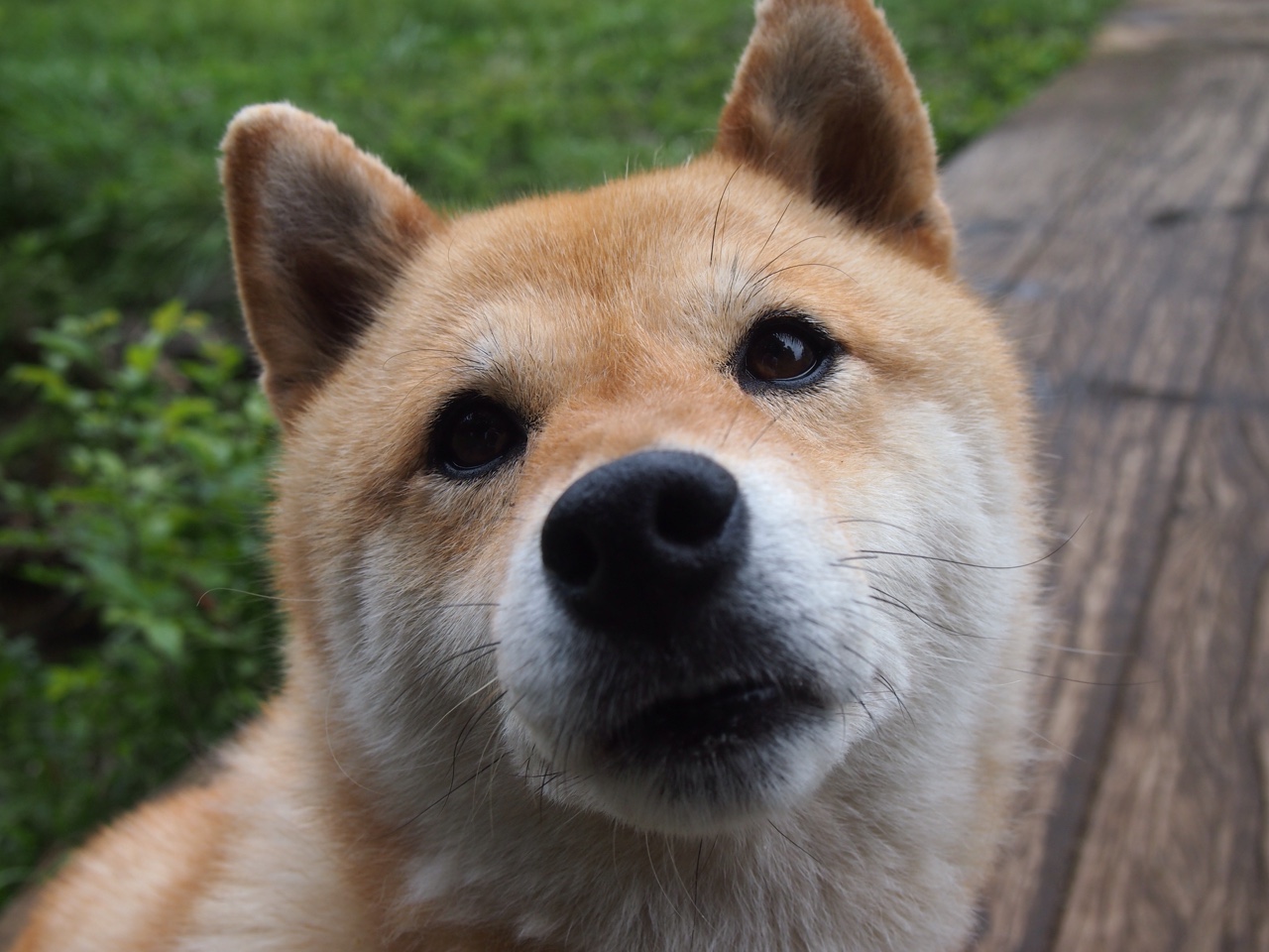 中国女篮多点开花，中国女篮什么