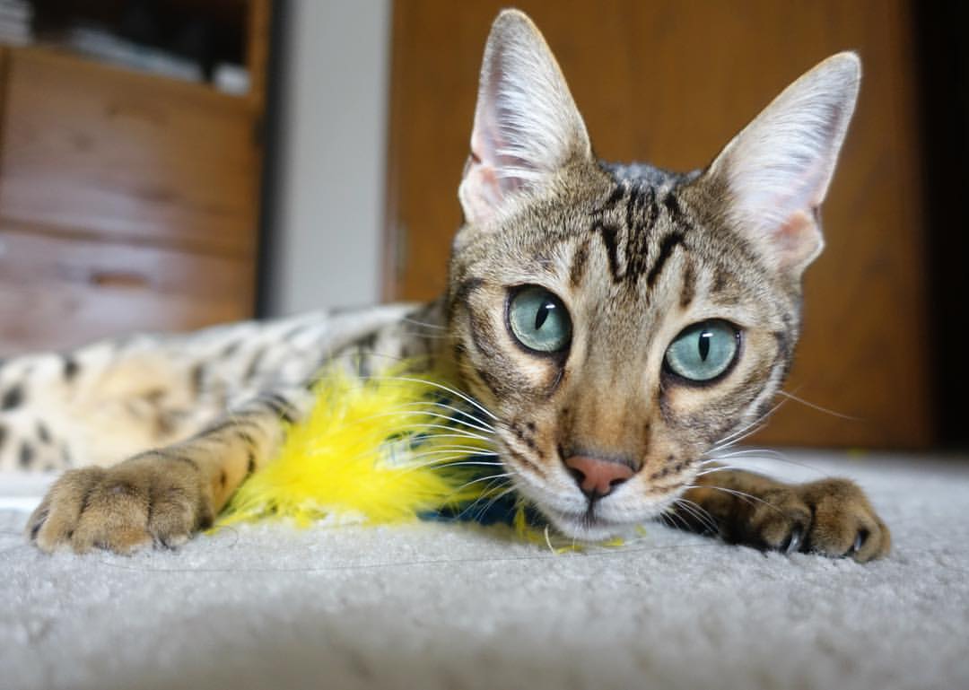 美国队未来发展：如何突破困境，打造多元化队员配置，美国队的优势项目