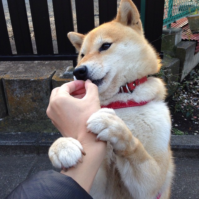 JIU YOU GAME-森林狼宣布与球员完成提前续约，森林狼转会一览表