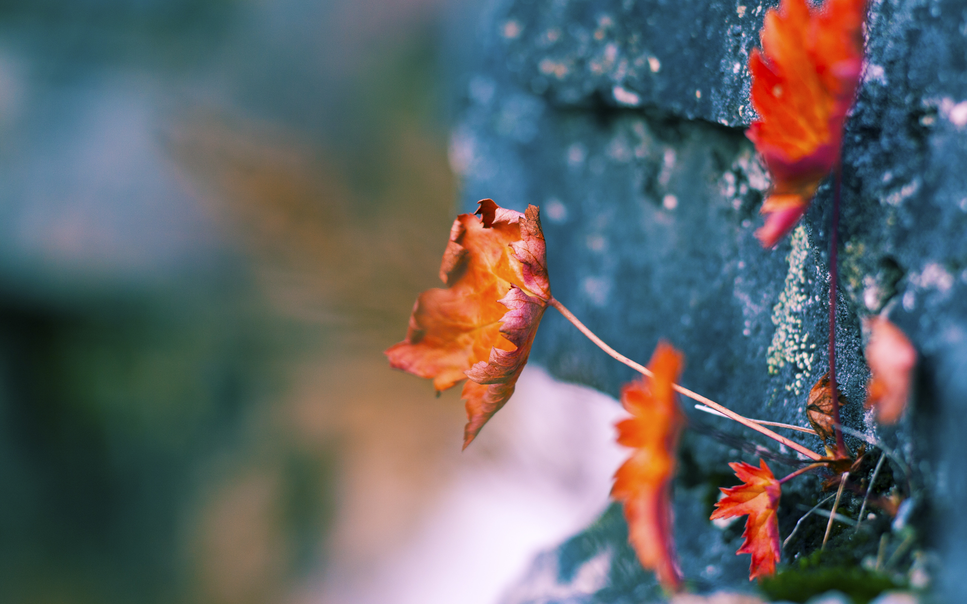 羽毛球世锦赛国羽多线夺冠,羽毛球 世锦赛