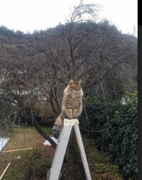 西甲绝妙进球:精彩破门瞬间令人振奋!,西甲进球榜最新排名