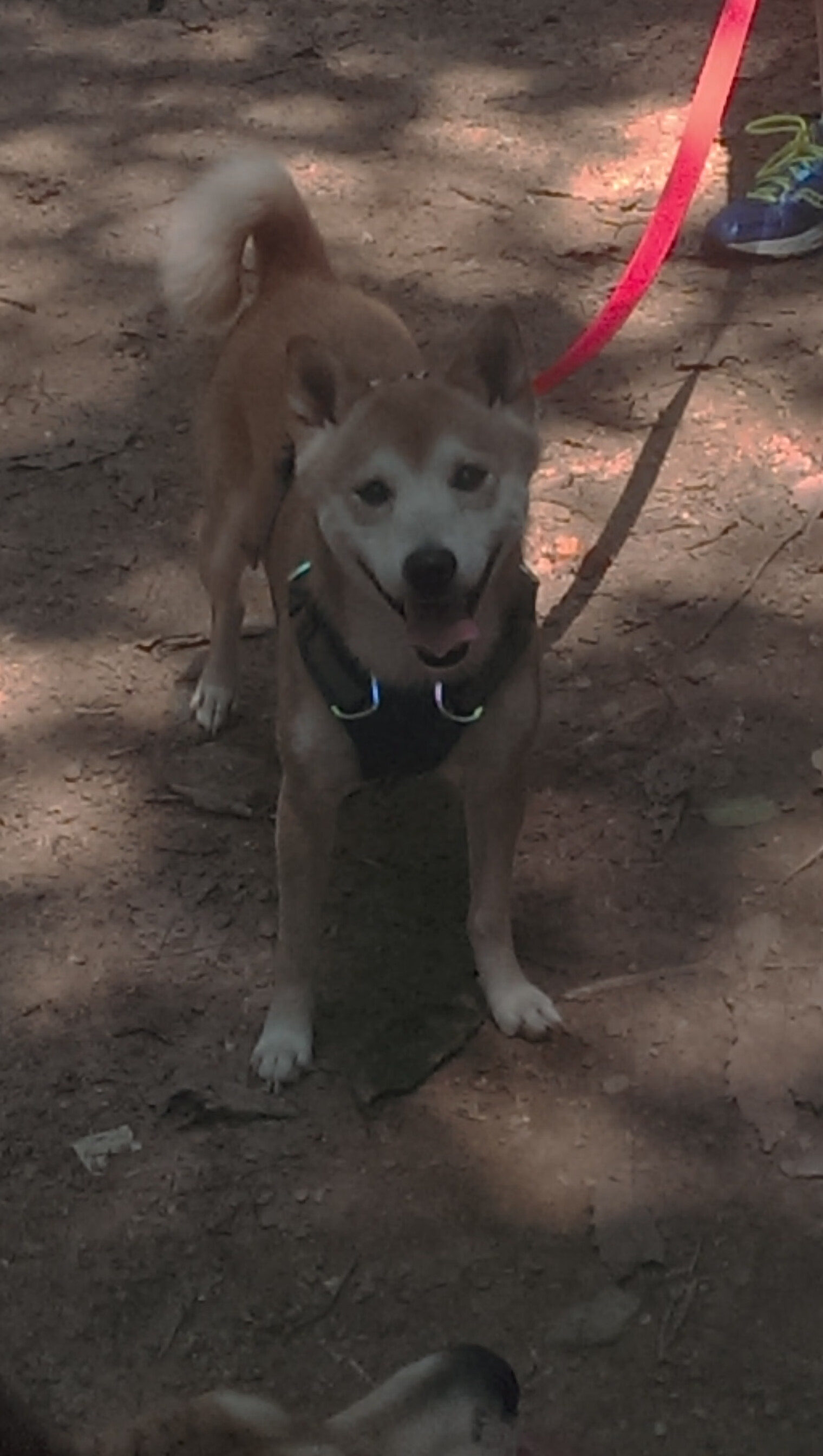 青少年篮球建立完善选拔机制发现更多潜力球员,青少年篮球选拔赛